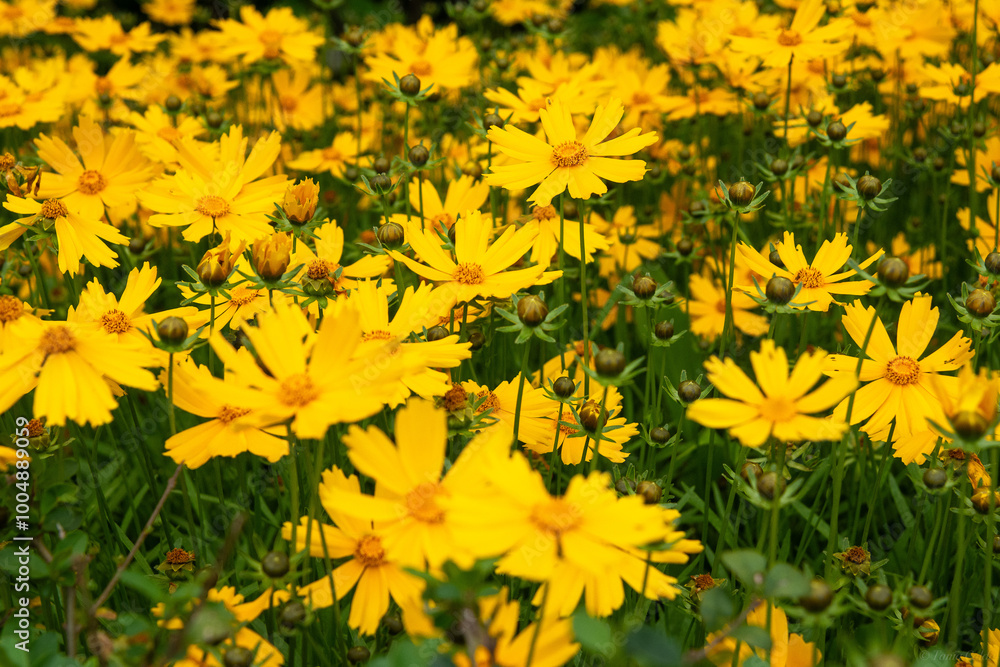 Campo florido com múltiplas margaridas amarelas Campo florido com múltiplas margaridas amarelas