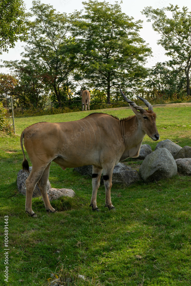 Eland antelope , also known as Kanna it is the world's biggest antelope. Eland antelope , also known as Kanna it is the world's biggest antelope.