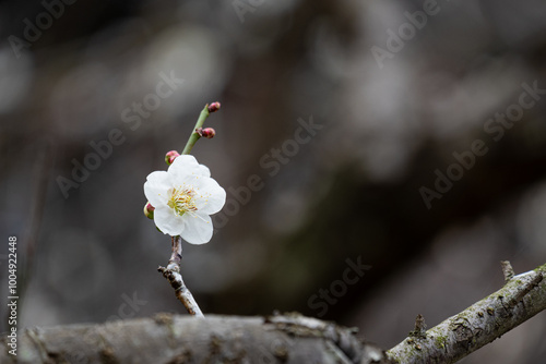 一本の梅の枝に咲く白い花のクローズアップ photo