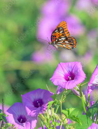 Gulf fritillary or passion butterfly (Dione [Agraulis] vanilla) flying over blooming tievine morning glory (Ipomoea cordatotriloba), Texas, USA. photo