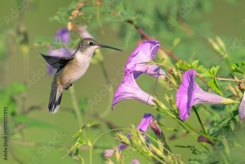 Ruby-throated hummingbird (Archilochus colubris) hovering near the tievine morning glory flower (Ipomoea cordatotriloba) during migration, Texas, USA photo