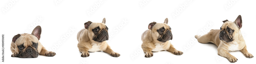 Set of cute French bulldog on white background Set of cute French bulldog on white background