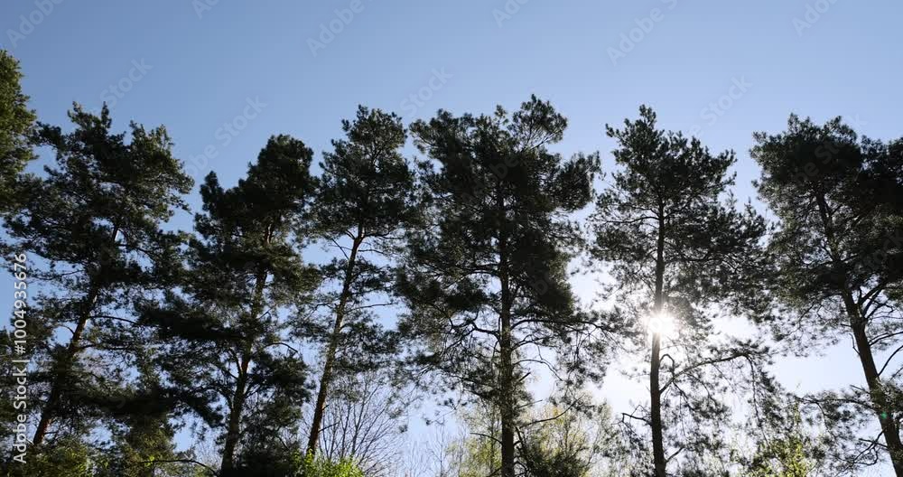 pine against the blue sky, tall pine trees in sunny spring weather pine against the blue sky, tall pine trees in sunny spring weather