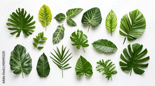 Lush Green Leaves Collection on White Background - Vibrant, Detailed, and Dynamic Botanical Composition