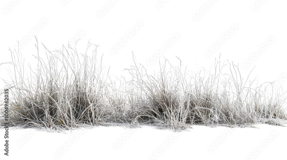 grass with hoarfrost on a transparent background grass with hoarfrost on a transparent background