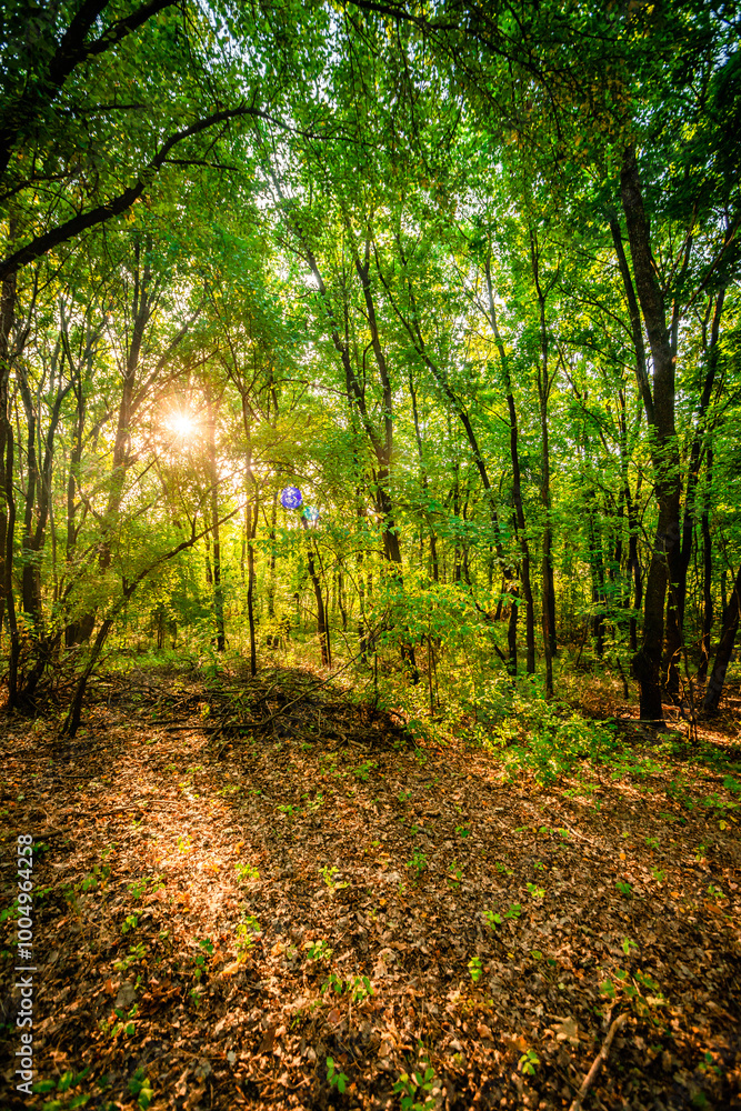 Naklejka premium Autumn forest in orange and green colors at the morning . Woodlands shot with wide angle lense . Beautiful trees , mystery sunrise with sunlights through the leaves , yellow grass. Warm tempreture.