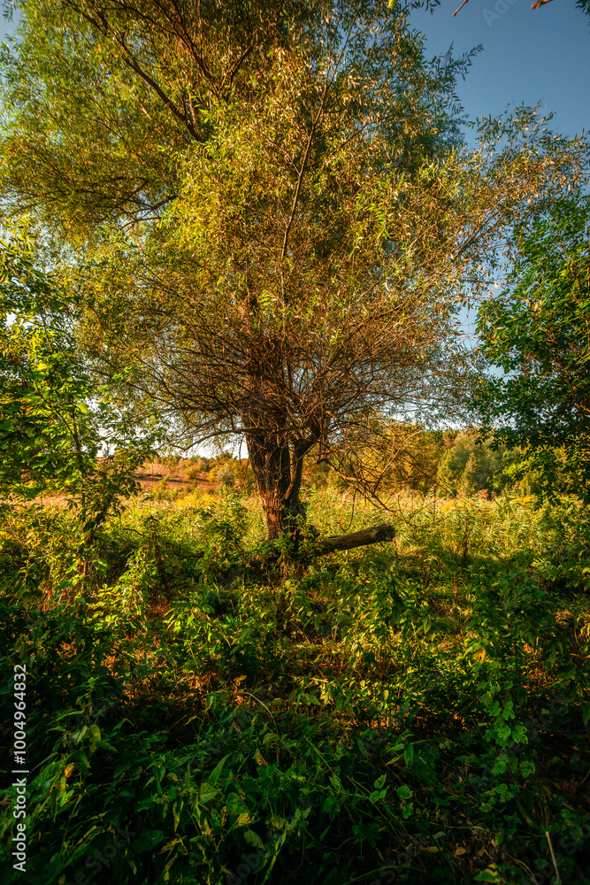 Naklejka premium Autumn forest in orange and green colors at the morning . Woodlands shot with wide angle lense . Beautiful trees , mystery sunrise with sunlights through the leaves , yellow grass. Warm tempreture.