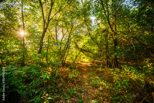 Autumn forest in orange and green colors at the morning . Woodlands shot with wide angle lense . Beautiful trees , mystery sunrise with sunlights through the leaves , yellow grass. Warm tempreture.