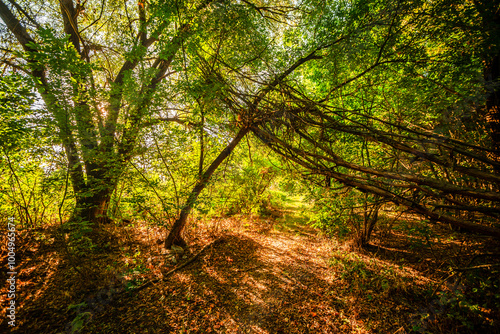 Autumn forest in orange and green colors at the morning . Woodlands shot with wide angle lense . Beautiful trees , mystery sunrise with sunlights through the leaves , yellow grass. Warm tempreture. photo