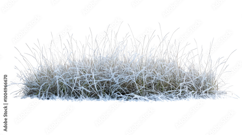 grass with hoarfrost on a transparent background grass with hoarfrost on a transparent background
