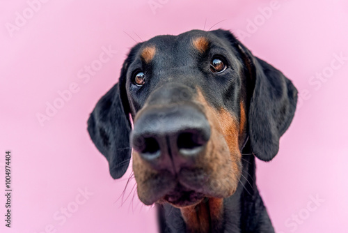 Cute and funny portrait of a female doberman dog in front of pink studio background photo