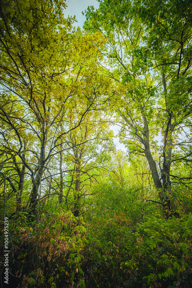 Sunlights in the forest at morning , mystery oak trees . Old trees with green and orange leaves .Autumn colors,green trees .Woodlands at summer morning . Summer beauty .Oak tree with mystery branches Sunlights in the forest at morning , mystery oak trees . Old trees with green and orange leaves .Autumn colors,green trees .Woodlands at summer morning . Summer beauty .Oak tree with mystery branches