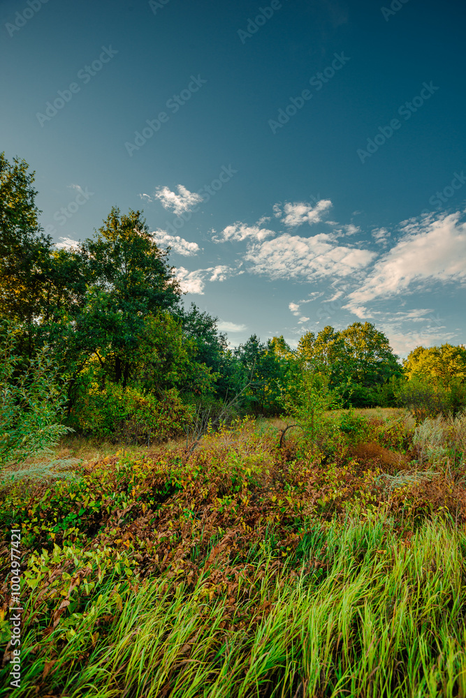 Oak trees in forest at summer morning . Autumn colors , Yellow trees with orange leaves. Sunrise over the forest . Beautiful sun,morning in wild nature , blue sky with clouds .Landscape in oak forest. Oak trees in forest at summer morning . Autumn colors , Yellow trees with orange leaves. Sunrise over the forest . Beautiful sun,morning in wild nature , blue sky with clouds .Landscape in oak forest.