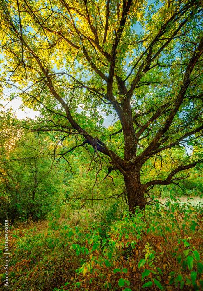 Oak trees in forest at summer morning . Autumn colors , Yellow trees with orange leaves. Sunrise over the forest . Beautiful sun,morning in wild nature , blue sky with clouds .Landscape in oak forest. Oak trees in forest at summer morning . Autumn colors , Yellow trees with orange leaves. Sunrise over the forest . Beautiful sun,morning in wild nature , blue sky with clouds .Landscape in oak forest.