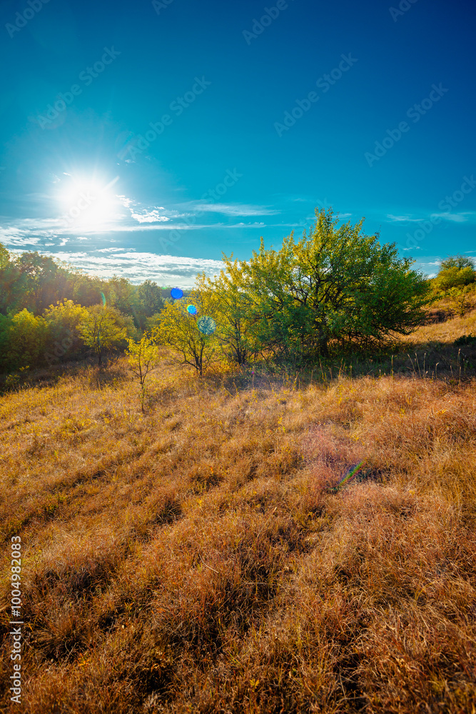 Obraz premium Golden sunrise in the forest , morning autumn time . Beautiful landscape with trees . Woodlands in orange colors . Sunrise over the forest . Green grass and leaves , blue sky . Autumn nature 