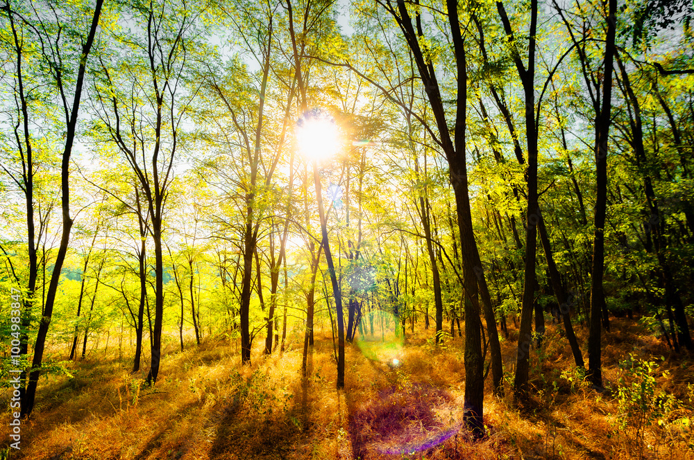 Fototapeta premium Golden sunrise in the forest , morning autumn time . Beautiful landscape with trees . Woodlands in orange colors . Sunrise over the forest . Green grass and leaves , blue sky . Autumn nature 