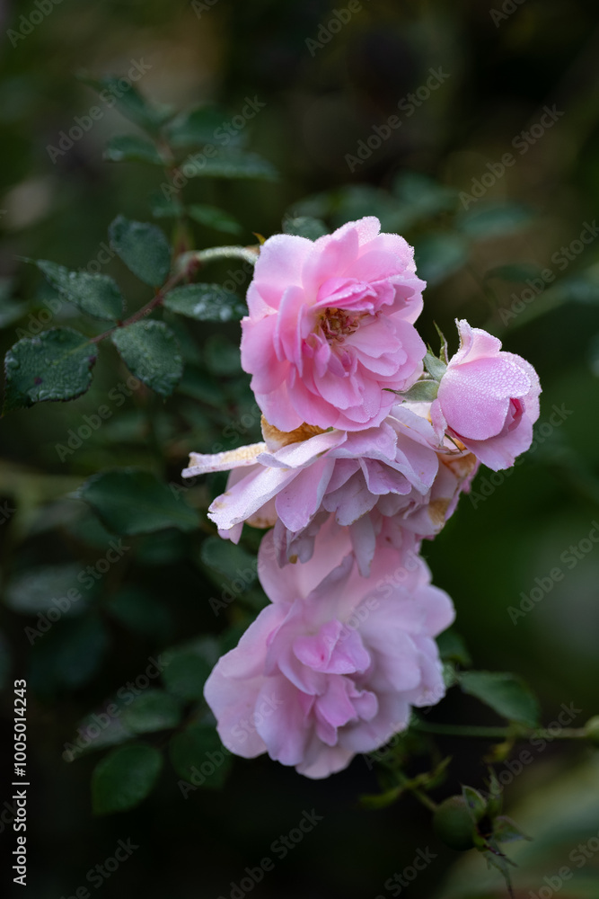 A fresh branch with multiple delicate pale pink roses and buds against a light background growing on a shrub. The fragrant rose petals are different shades of pink and white. The green stem is thin. A fresh branch with multiple delicate pale pink roses and buds against a light background growing on a shrub. The fragrant rose petals are different shades of pink and white. The green stem is thin.