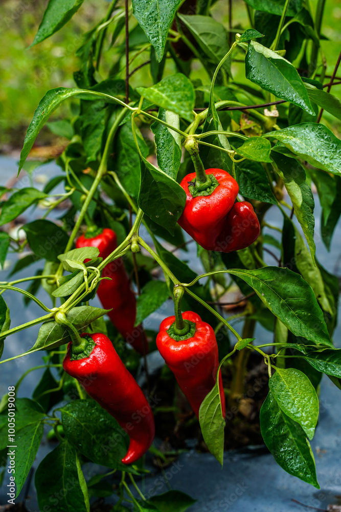 Large, red, carmine peppers growing on the plant outdoors. Large, red, carmine peppers growing on the plant outdoors.