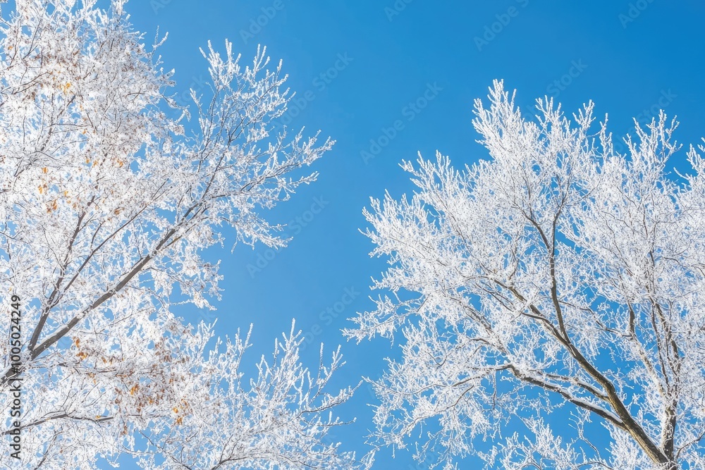 Snow-Covered Branches Against a Bright Blue Sky Snow-Covered Branches Against a Bright Blue Sky