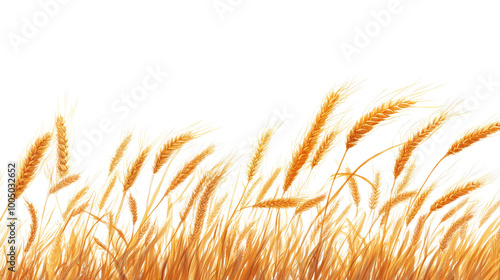 wheat on a transparent background