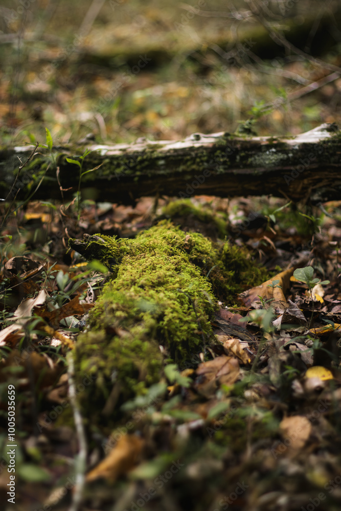 moss on a tree root moss on a tree root