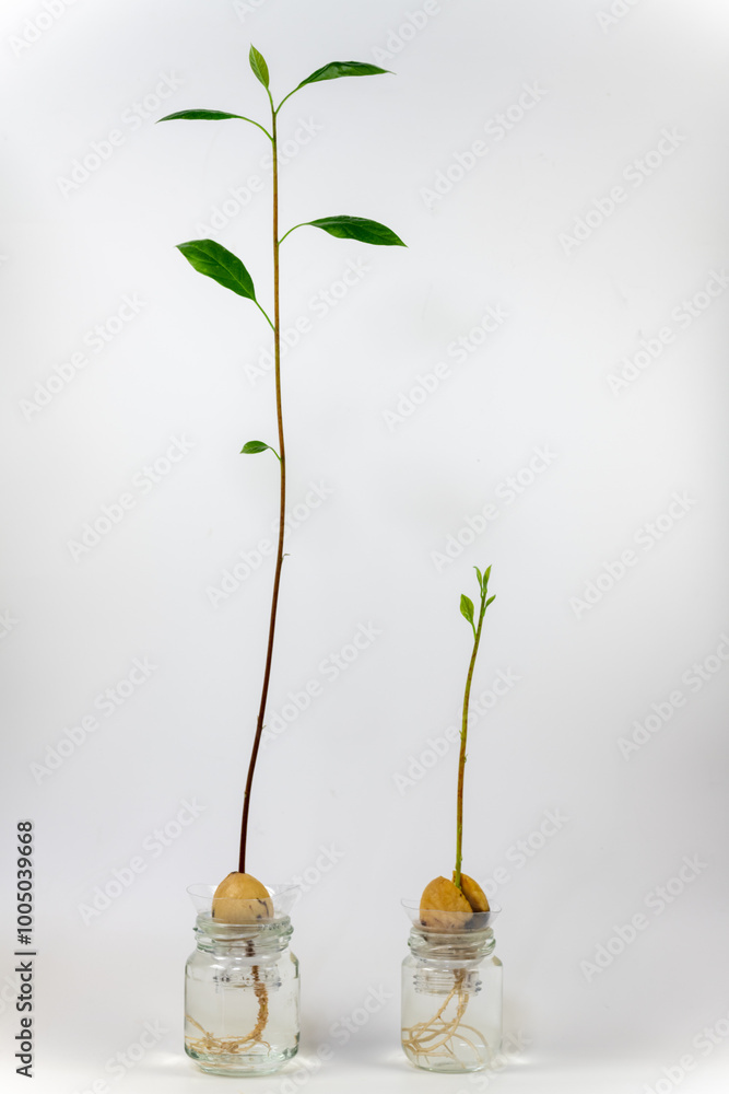 Seedling of avocado (Persea americana) in a bottle