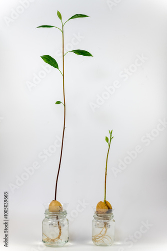 Obraz na płótnie Seedling of avocado (Persea americana) in a bottle w salonie