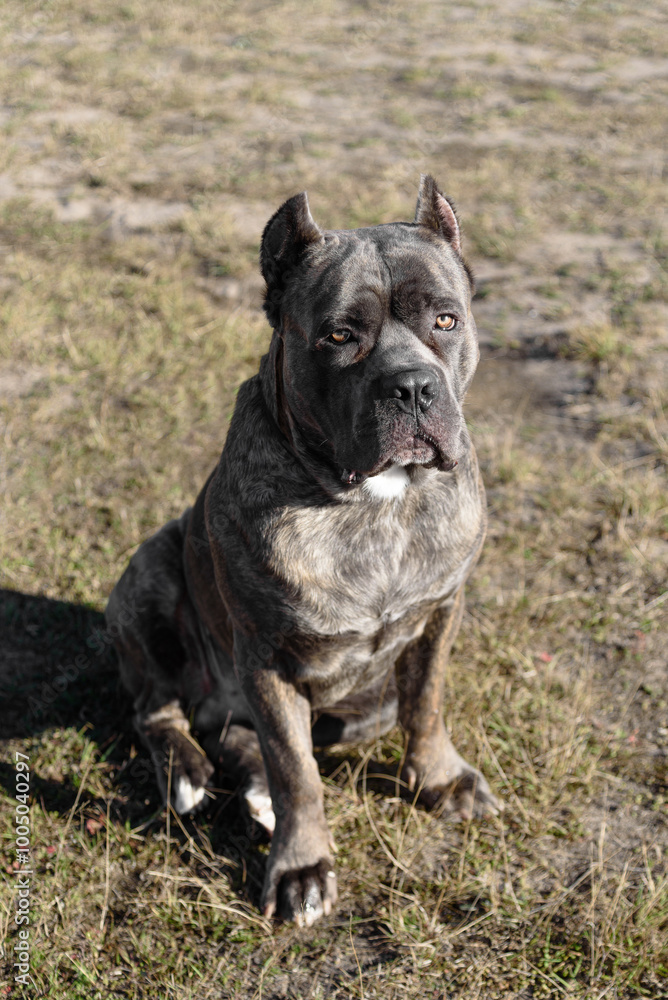 Cane Corso dog in field in sunny day, Italian breed of mastiff, Cane Corso Italiano, companion or guard dog, tiger color, dogwalking concept Cane Corso dog in field in sunny day, Italian breed of mastiff, Cane Corso Italiano, companion or guard dog, tiger color, dogwalking concept