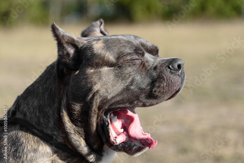 Cane Corso dog yawning in field in sunny day, Italian breed of mastiff, Cane Corso Italiano, companion or guard dog, tiger color, close-up view of muzzle, dogwalking concept