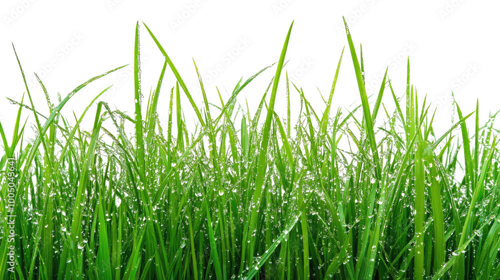 Fototapeta premium grass on a transparent background