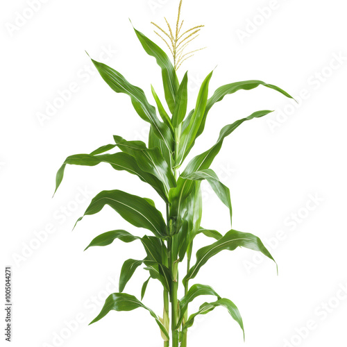 Corn Plant: A tall corn plant with long, slender leaves. png, transparent background.
