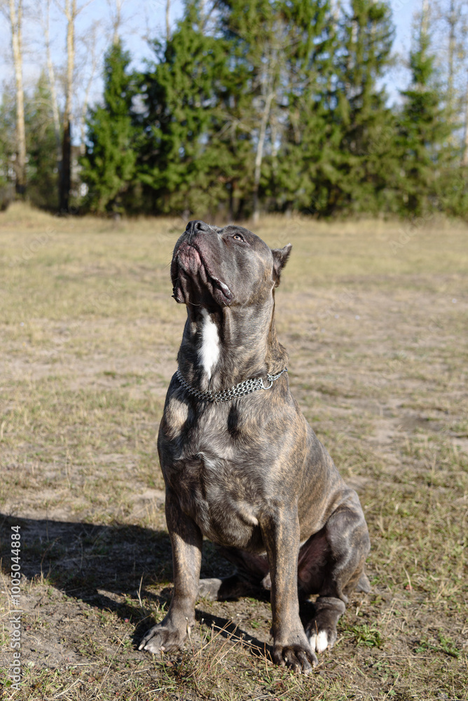 Cane Corso dog in field in sunny day, looking up, Italian breed of mastiff, Cane Corso Italiano, companion or guard dog, tiger color, dogwalking concept Cane Corso dog in field in sunny day, looking up, Italian breed of mastiff, Cane Corso Italiano, companion or guard dog, tiger color, dogwalking concept
