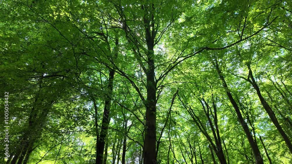 Hampshire England UK. 18.07. 2024. Video. Trees in the Hampshire countryside southern England UK. Hampshire England UK. 18.07. 2024. Video. Trees in the Hampshire countryside southern England UK.