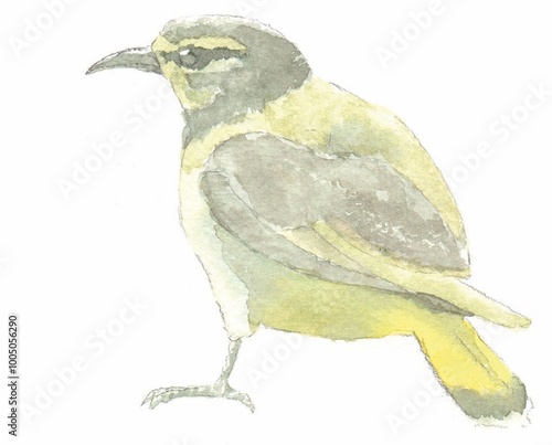 Illustration of Australian native bird, yellow rumped thornbill  photo