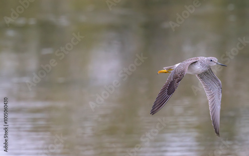 Lesser yellowlegs bird in flight over a pond. photo