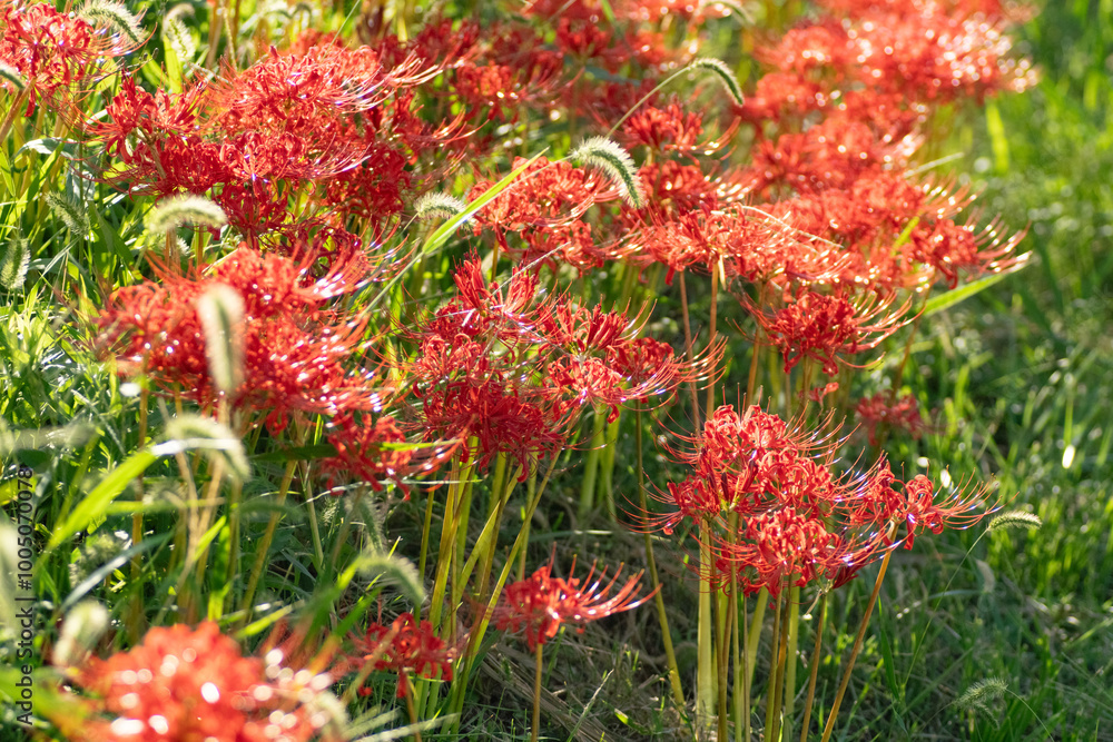 赤い彼岸花