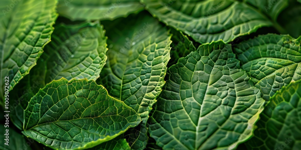A close-up background of overlapping plant leaves, showcasing intricate details and textures A close-up background of overlapping plant leaves, showcasing intricate details and textures