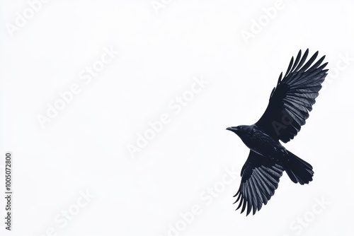 Birds flying raven isolated on white background Corvus corax. Halloween - flying bird - generative ai