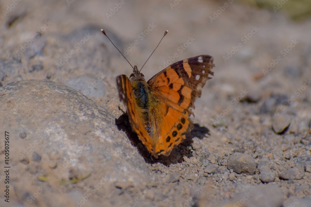 Obraz premium Mariposa