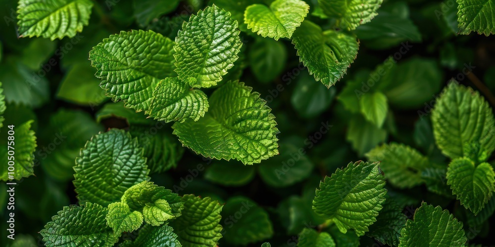 A close-up of green plant leaves with intricate details, highlighting the textures and patterns A close-up of green plant leaves with intricate details, highlighting the textures and patterns