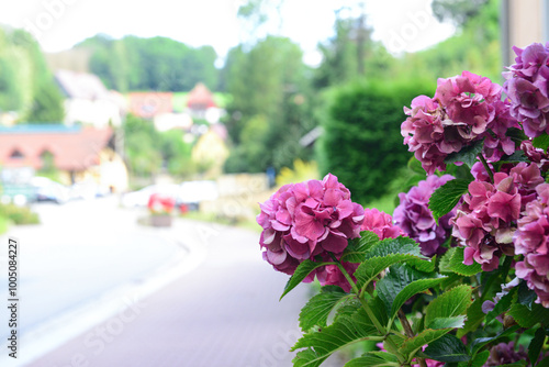 Beautiful pink hydrangea fl...