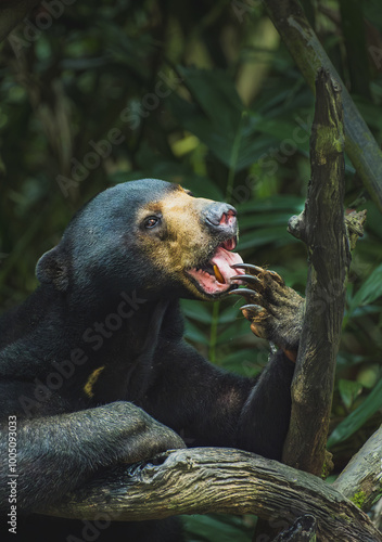 Playful Sun Bear is licking its paw. photo