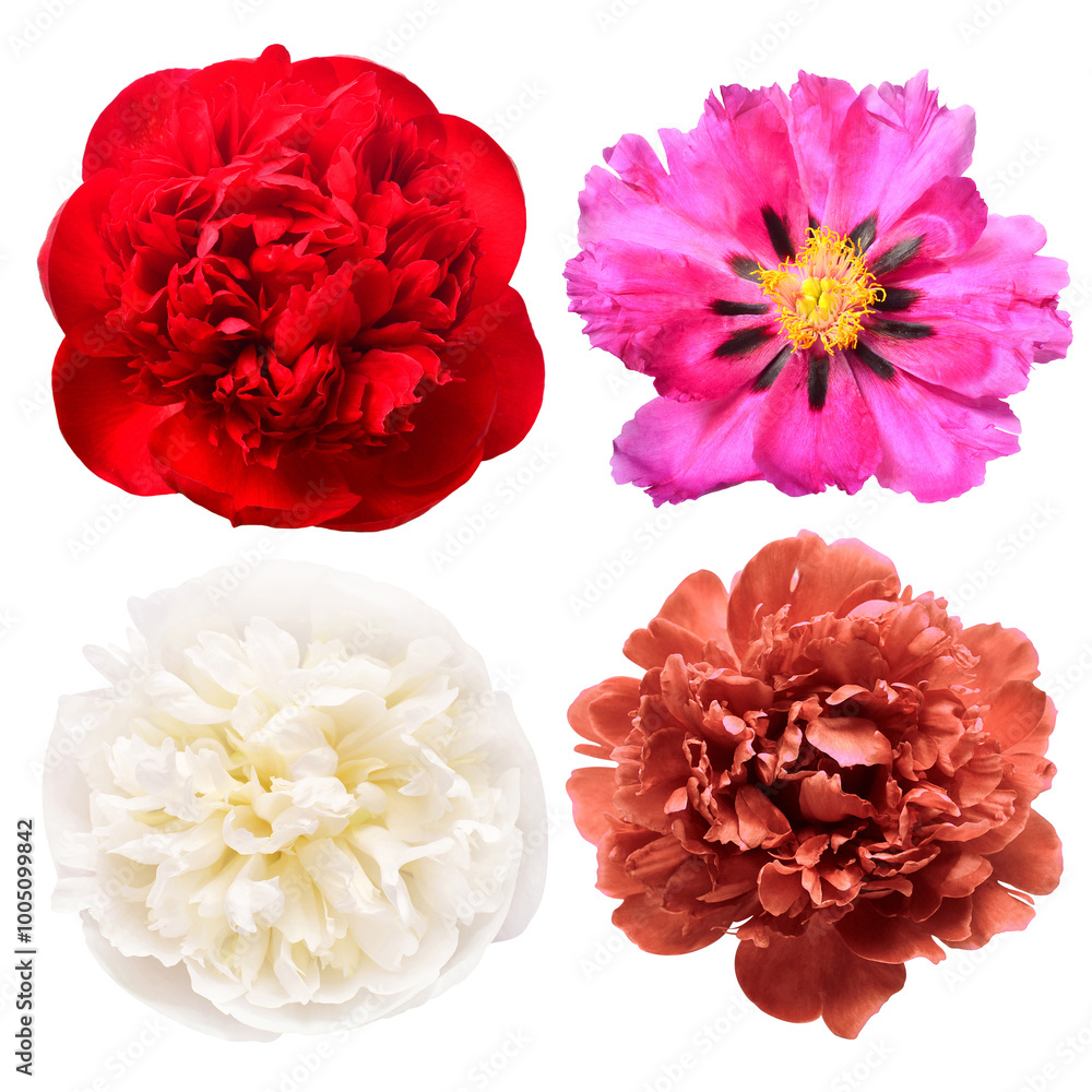 Collection peony head isolated on white background. Beautiful spring flowers. Flat lay, top view Collection peony head isolated on white background. Beautiful spring flowers. Flat lay, top view