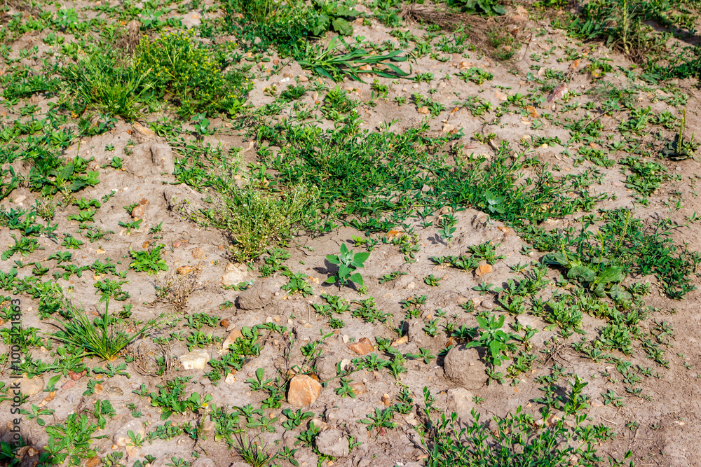 Rocky ground on the surface of the earth overgrown with grass Rocky ground on the surface of the earth overgrown with grass