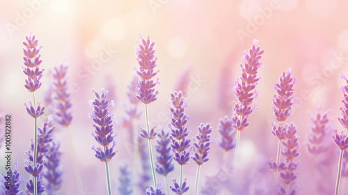 A serene scene of lavender flowers in full bloom. The lavender stems rise gracefully, with clusters of delicate purple flowers at their tips. The background is softly blurred, with a gradient of pink 