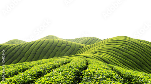 green tea plantation isolated on transparent white background, clipping path