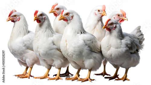 Set of White chicken isolated on white background. PNG