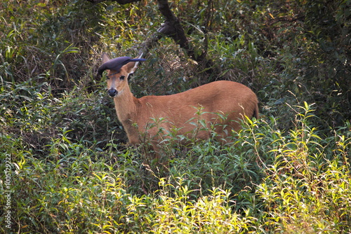 Ave pousada na cabeça do cervo photo