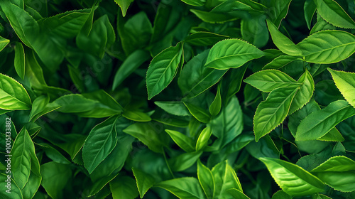 a close-up, top-down view of green tea leaves, filling the entire frame with the focus on the dark green, crinkled, and twisted tea leaves