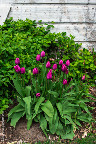 flowers in a garden